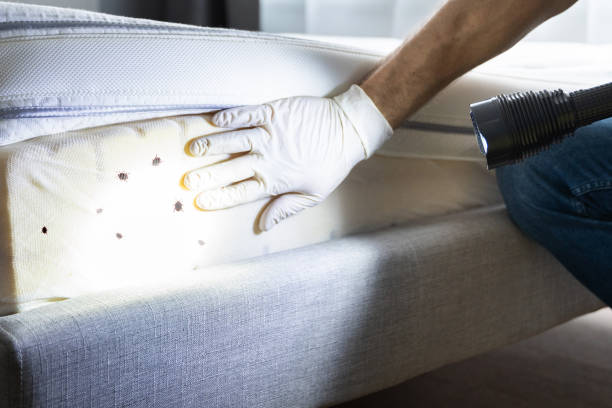 Professional Pest Control in Jim Thorpe, PA
