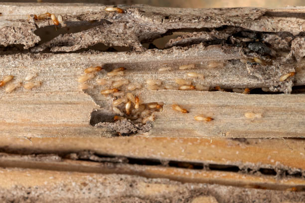 Reliable Jim Thorpe, PA Pest Control Solutions